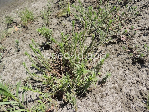 loosestrife, hyssop